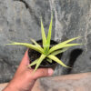 Sansevieria Uganda, real feature image plant. Picture taken directly from kaktus.id community Sansevieria farmer green houses.