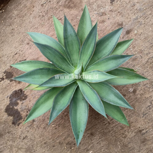 Agave Blue Flame, real gallery image #1 plants. Picture taken directly from kaktus.id community Agave farmer green houses.
