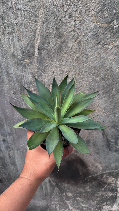 Agave Blue Flame, real gallery image #8 plants. Picture taken directly from kaktus.id community Agave farmer green houses.