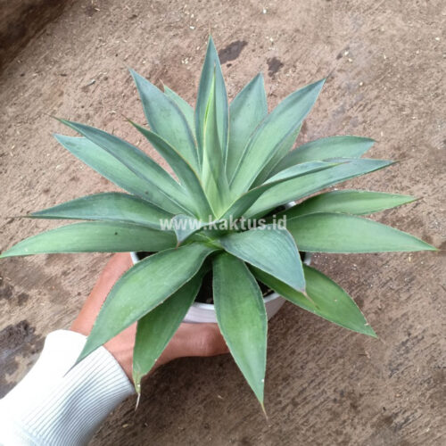Agave Blue Flame, real gallery image #3 plants. Picture taken directly from kaktus.id community Agave farmer green houses.