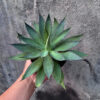 Agave Blue Flame, real gallery image #6 plants. Picture taken directly from kaktus.id community Agave farmer green houses.
