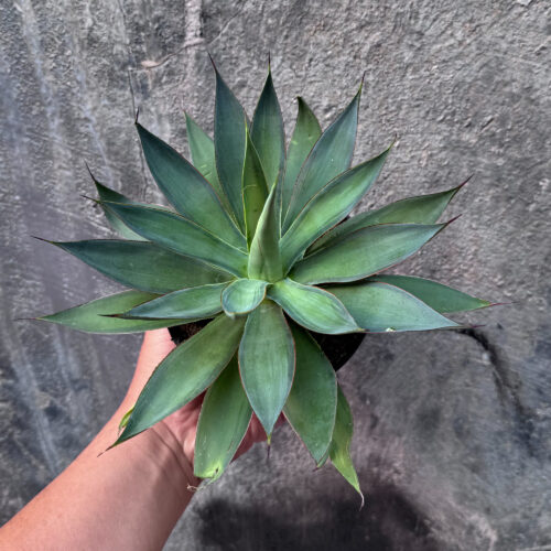 842. Agave Blue Flame