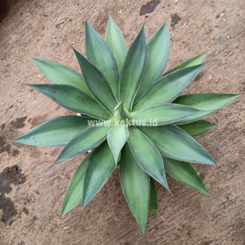 Agave Blue Flame, real gallery image #5 plants. Picture taken directly from kaktus.id community Agave farmer green houses.