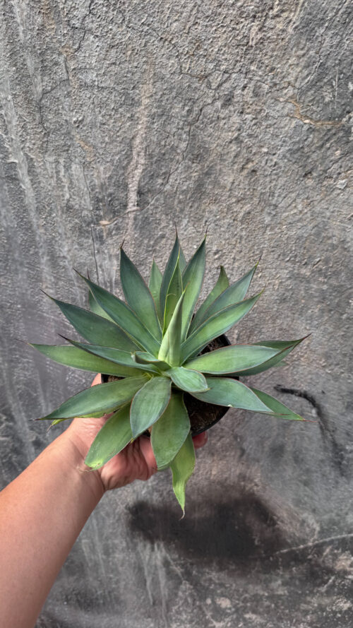 Agave Blue Flame, real gallery image #2 plants. Picture taken directly from kaktus.id community Agave farmer green houses.