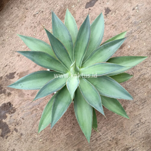 Agave Blue Flame, real gallery image #7 plants. Picture taken directly from kaktus.id community Agave farmer green houses.