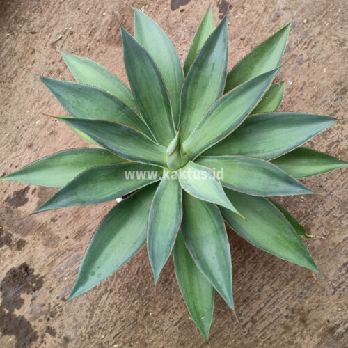 Agave Blue Flame, real gallery image #9 plants. Picture taken directly from kaktus.id community Agave farmer green houses.