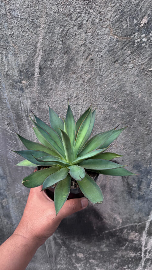 Agave Blue Flame, real gallery image #4 plants. Picture taken directly from kaktus.id community Agave farmer green houses.