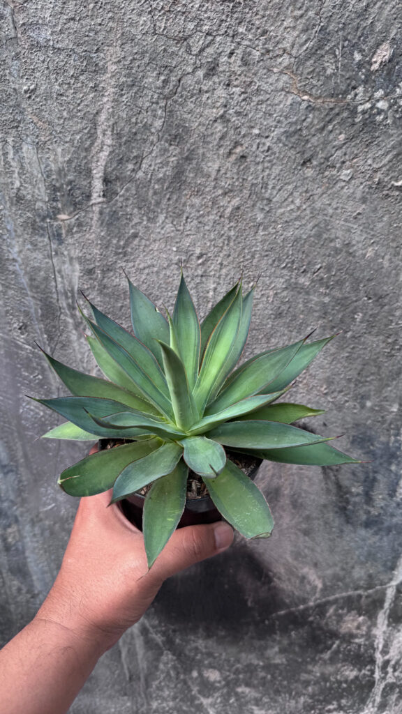 kaktus.id