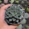 Echeveria Monocerotis, real gallery image #2 plants. Picture taken directly from kaktus.id community Echeveria farmer green houses.