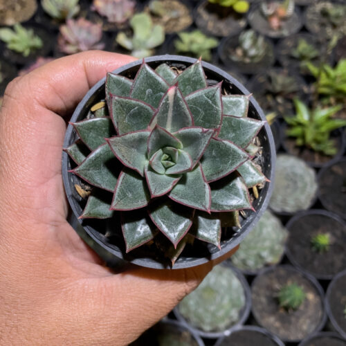 Echeveria Monocerotis, real gallery image #3 plants. Picture taken directly from kaktus.id community Echeveria farmer green houses.