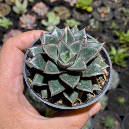 Echeveria Monocerotis, real gallery image #4 plants. Picture taken directly from kaktus.id community Echeveria farmer green houses.