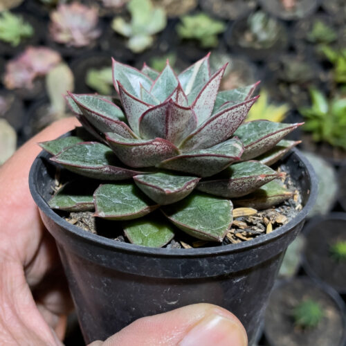 Echeveria Monocerotis, real gallery image #1 plants. Picture taken directly from kaktus.id community Echeveria farmer green houses.