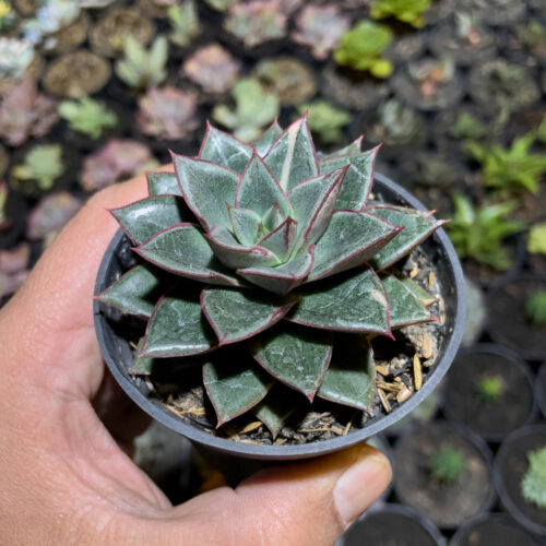 Echeveria Monocerotis, real gallery image #5 plants. Picture taken directly from kaktus.id community Echeveria farmer green houses.
