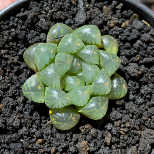 Haworthia Cooperi Var. Truncata, real gallery image #5 plants. Picture taken directly from kaktus.id community Haworthia farmer green houses.