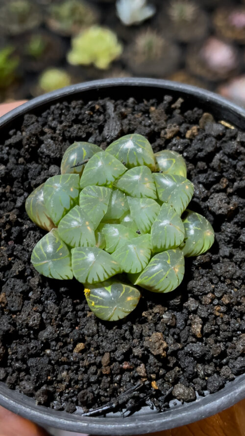 Haworthia Cooperi Var. Truncata, real gallery image #2 plants. Picture taken directly from kaktus.id community Haworthia farmer green houses.
