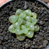 Haworthia Cooperi Var. Truncata, real gallery image #6 plants. Picture taken directly from kaktus.id community Haworthia farmer green houses.