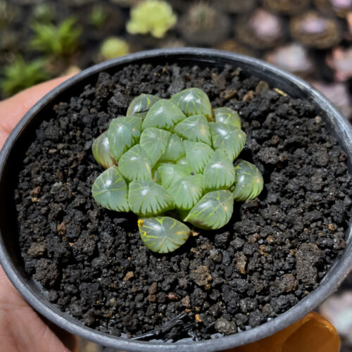 Haworthia Cooperi Var. Truncata, real gallery image #3 plants. Picture taken directly from kaktus.id community Haworthia farmer green houses.