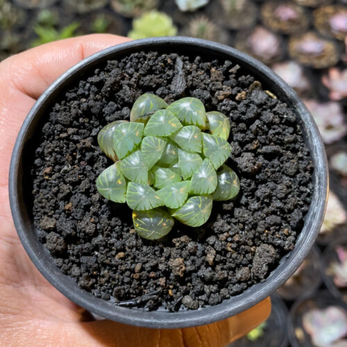 Haworthia Cooperi Var. Truncata, real gallery image #7 plants. Picture taken directly from kaktus.id community Haworthia farmer green houses.