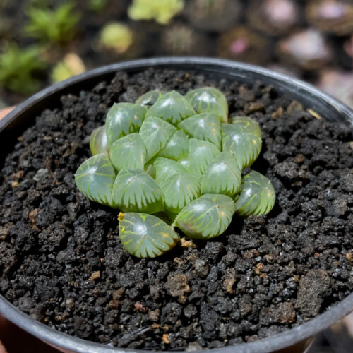Haworthia Cooperi Var. Truncata, real gallery image #1 plants. Picture taken directly from kaktus.id community Haworthia farmer green houses.