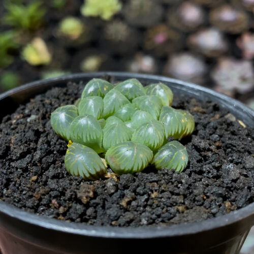 Haworthia Cooperi Var. Truncata, real gallery image #4 plants. Picture taken directly from kaktus.id community Haworthia farmer green houses.