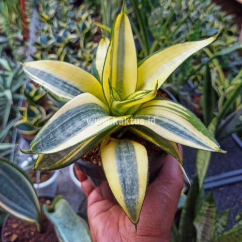 Sansevieria Golden White Hahii Mutation, real gallery image #2 plants. Picture taken directly from kaktus.id community Sansevieria farmer green houses.