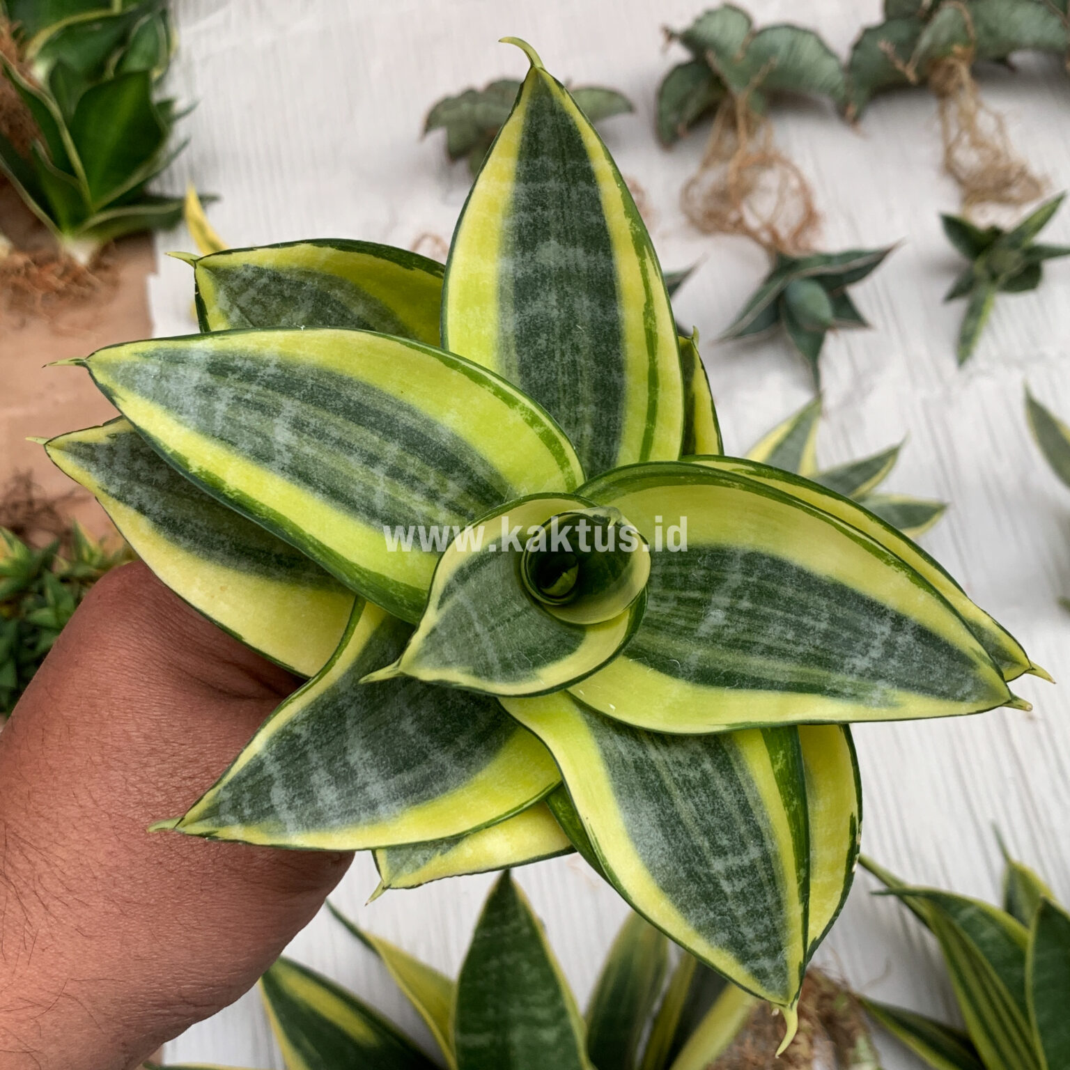 Sansevieria Golden White Hahii Mutation, real gallery image #7 plants. Picture taken directly from kaktus.id community Sansevieria farmer green houses.