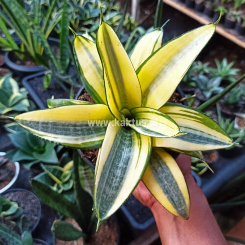 Sansevieria Golden White Hahii Mutation, real gallery image #5 plants. Picture taken directly from kaktus.id community Sansevieria farmer green houses.