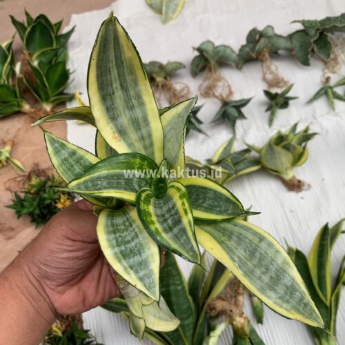 Sansevieria Golden White Hahii Mutation, real gallery image #4 plants. Picture taken directly from kaktus.id community Sansevieria farmer green houses.