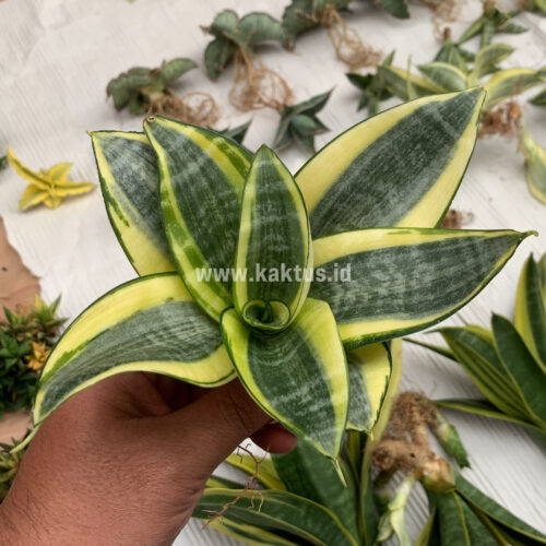 Sansevieria Golden White Hahii Mutation, real gallery image #11 plants. Picture taken directly from kaktus.id community Sansevieria farmer green houses.