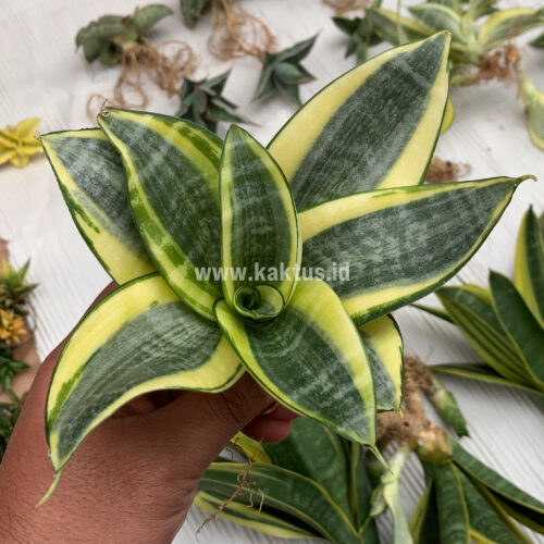 Sansevieria Golden White Hahii Mutation, real gallery image #10 plants. Picture taken directly from kaktus.id community Sansevieria farmer green houses.
