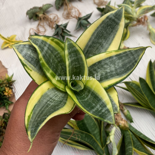 Sansevieria Golden White Hahii Mutation, real gallery image #9 plants. Picture taken directly from kaktus.id community Sansevieria farmer green houses.