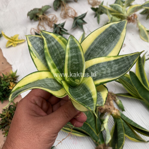 Sansevieria Golden White Hahii Mutation, real gallery image #8 plants. Picture taken directly from kaktus.id community Sansevieria farmer green houses.