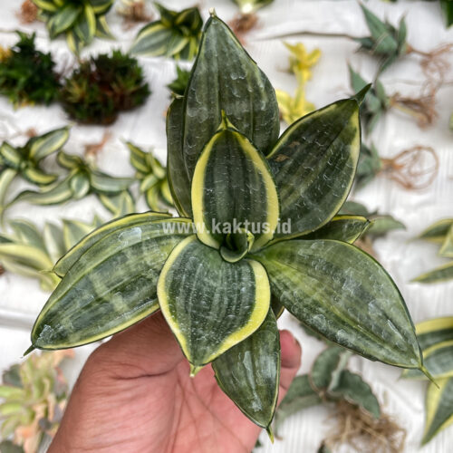 Sansevieria Silver Cross Mutation, real gallery image #2 plants. Picture taken directly from kaktus.id community Sansevieria farmer green houses.