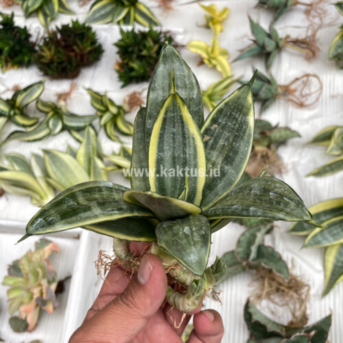 Sansevieria Silver Cross Mutation, real gallery image #3 plants. Picture taken directly from kaktus.id community Sansevieria farmer green houses.