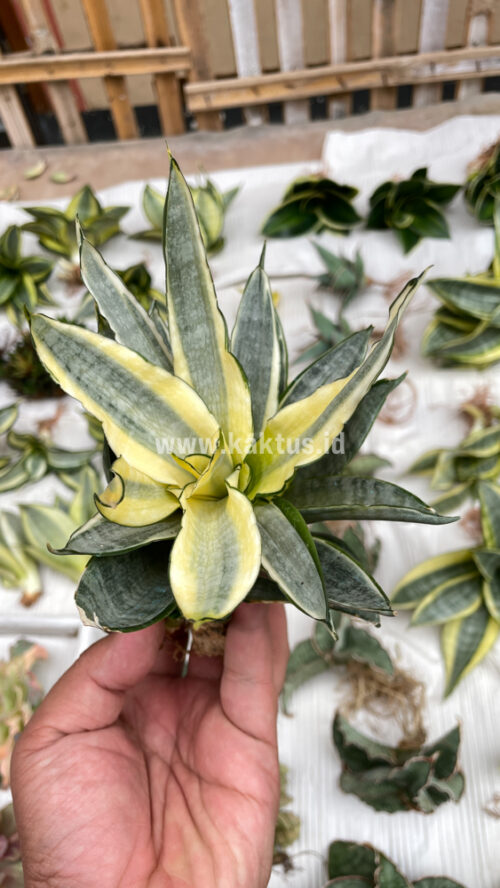 Sansevieria Silver Cross Mutation, real gallery image #4 plants. Picture taken directly from kaktus.id community Sansevieria farmer green houses.