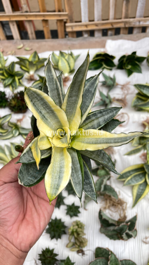 Sansevieria Silver Cross Mutation, real gallery image #1 plants. Picture taken directly from kaktus.id community Sansevieria farmer green houses.