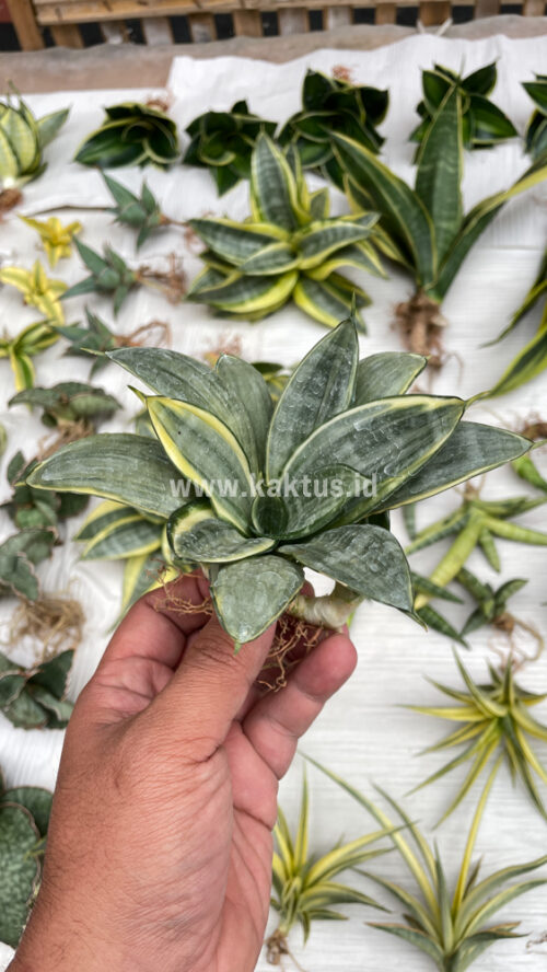 Sansevieria Silver Cross Mutation, real gallery image #6 plants. Picture taken directly from kaktus.id community Sansevieria farmer green houses.