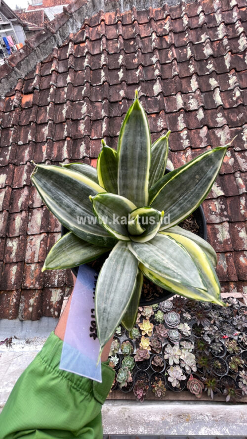 Sansevieria Silver Cross Mutation, real gallery image #7 plants. Picture taken directly from kaktus.id community Sansevieria farmer green houses.