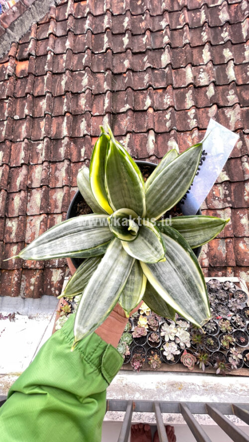 Sansevieria Silver Cross Mutation, real gallery image #8 plants. Picture taken directly from kaktus.id community Sansevieria farmer green houses.