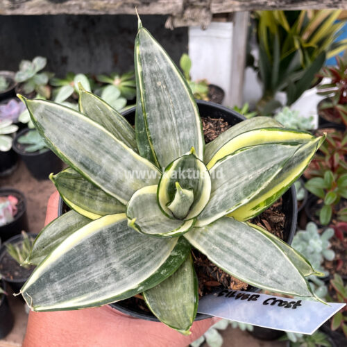 Sansevieria Silver Cross Mutation, real gallery image #9 plants. Picture taken directly from kaktus.id community Sansevieria farmer green houses.