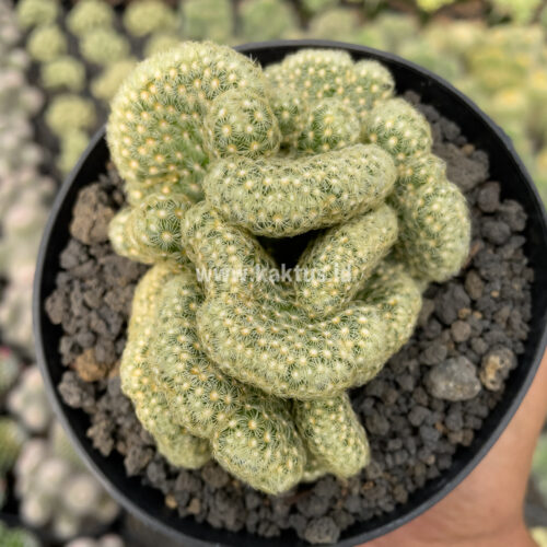 Mammillaria Elongata Cristata, real gallery image #1 plants. Picture taken directly from kaktus.id community Mammillaria farmer green houses.