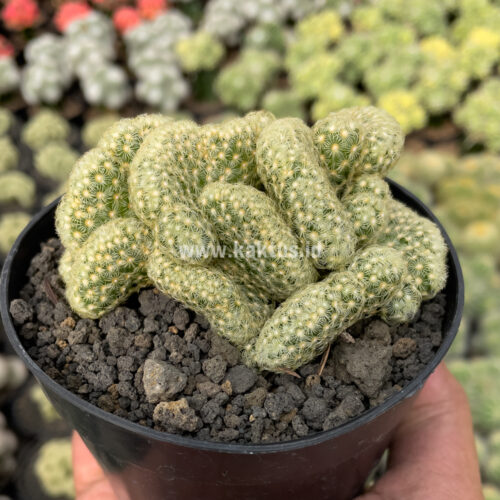 Mammillaria Elongata Cristata, real gallery image #3 plants. Picture taken directly from kaktus.id community Mammillaria farmer green houses.