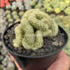 Mammillaria Elongata Cristata, real gallery image #2 plants. Picture taken directly from kaktus.id community Mammillaria farmer green houses.