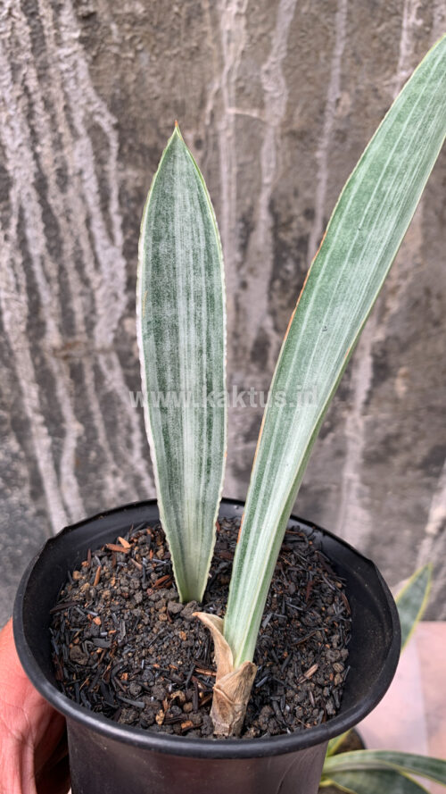 Sansevieria Metallica Siam Silver 1 Leaf, real gallery image #8 plants. Picture taken directly from kaktus.id community Sansevieria farmer green houses.