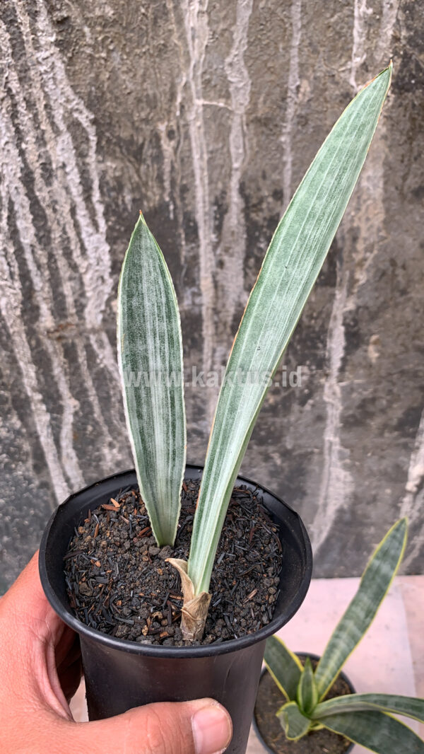 852. Sansevieria Metallica Siam Silver 1 Leaf - Image 8