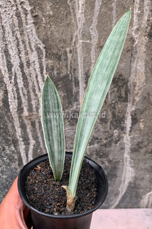 Sansevieria Metallica Siam Silver 1 Leaf, real gallery image #5 plants. Picture taken directly from kaktus.id community Sansevieria farmer green houses.