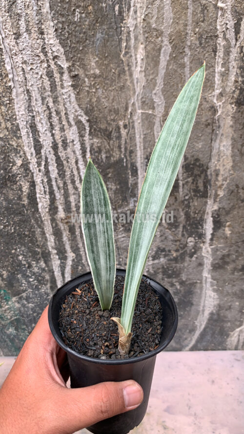 Sansevieria Metallica Siam Silver 1 Leaf, real gallery image #4 plants. Picture taken directly from kaktus.id community Sansevieria farmer green houses.