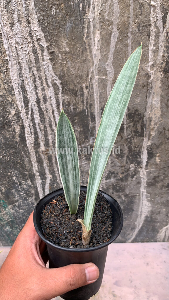 kaktus.id