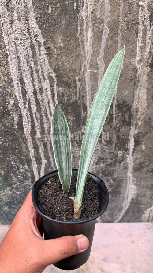 Sansevieria Metallica Siam Silver 1 Leaf, real gallery image #3 plants. Picture taken directly from kaktus.id community Sansevieria farmer green houses.