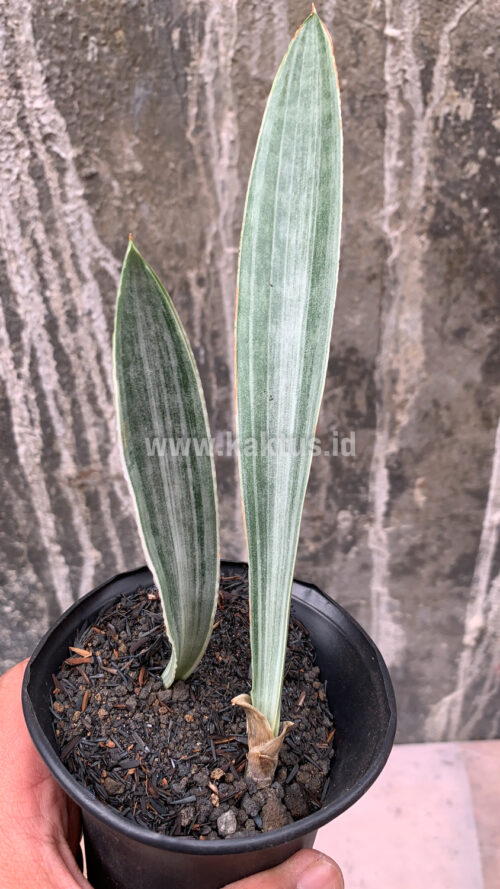 Sansevieria Metallica Siam Silver 1 Leaf, real gallery image #2 plants. Picture taken directly from kaktus.id community Sansevieria farmer green houses.